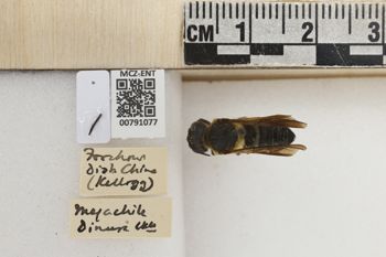 Media type: image;   Entomology 791077 Aspect: Labels